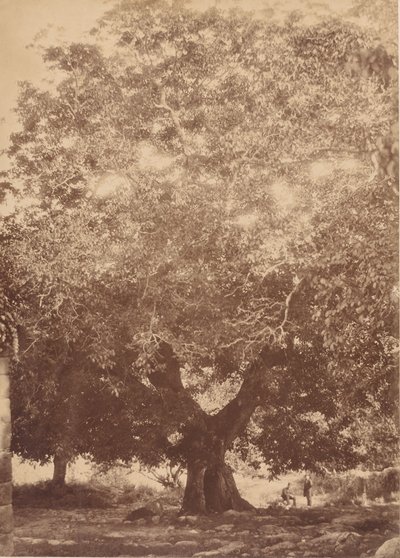 De walnotenboom van keizer Karel V, Yuste, 1858 door Charles Clifford