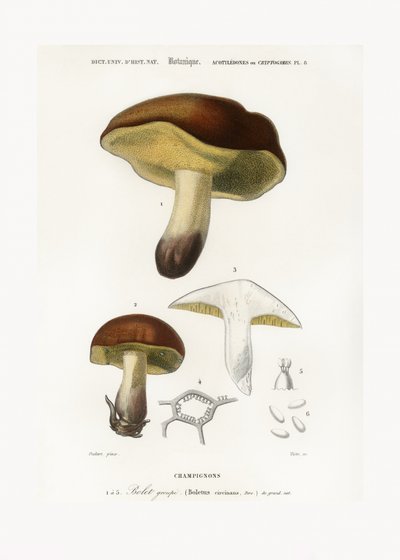 Paddestoel (Boletus circinans) door Charles Dessalines D