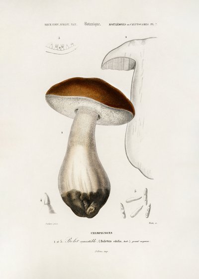 Echte eekhoorntjesbrood (Boletus edulis) door Charles Dessalines D