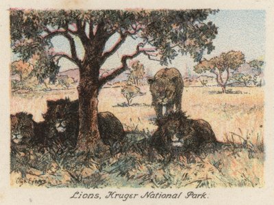 Zuid-Afrika: Leeuwen, Kruger National Park door Charles Ernest Peers