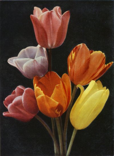 Mei Bloeiende Tulpen door Charles Essenhigh Corke