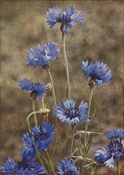 Wilde bloemen: Korenbloem door Charles Essenhigh Corke
