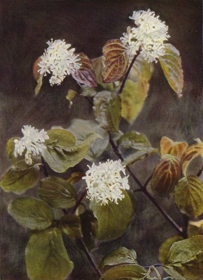 Wilde bloemen: Kornoelje door Charles Essenhigh Corke