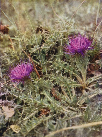 Wilde bloemen: Dwergdistel door Charles Essenhigh Corke