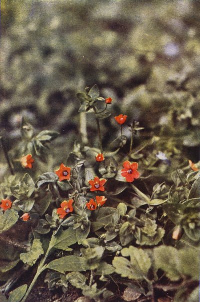 Wilde bloemen: Mannetjesereprijs door Charles Essenhigh Corke
