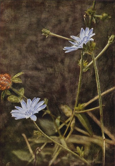 Wilde bloemen: Cichorei door Charles Essenhigh Corke