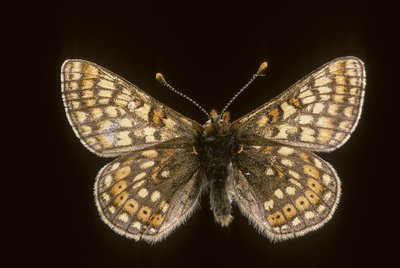 Euradryas aurinia door Augustus Kollner