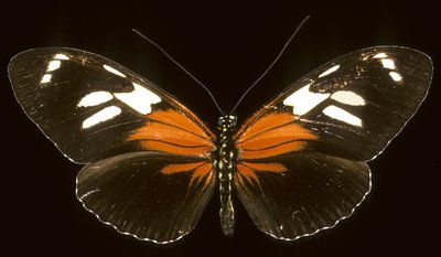 Heliconius burneyi catherina door Augustus Kollner