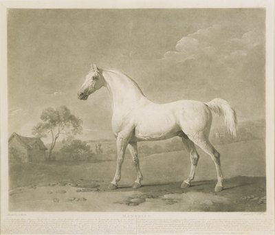 Mambrino, naar George Stubbs, 1788 door Charles Howard Hodges