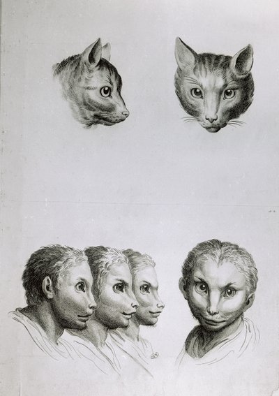 Overeenkomsten tussen het hoofd van een kat en een man, uit 