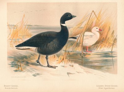 Brandgans Branta bernicla, Kleine sneeuwgans Chen hyperboreus, 1900 door Charles Whymper