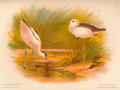 Kluut Recurvirostra avocetta, Steltkluut Himantopus melanopterus door Charles Whymper