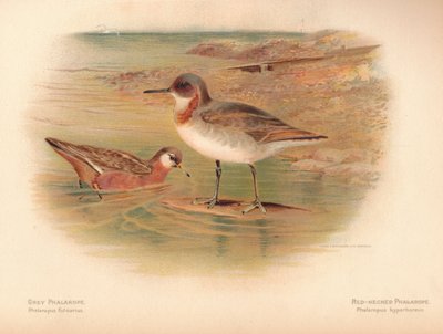 Grauwe Franjepoot Phalaropus fulicarius, Roodhalsfranjepoot Phalaropus hyperboreus, 1900 door Charles Whymper