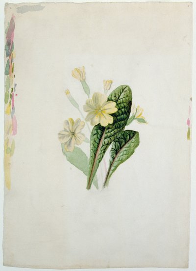 Studie van een Sleutelbloem, c.1830 door Charlotte Bronte