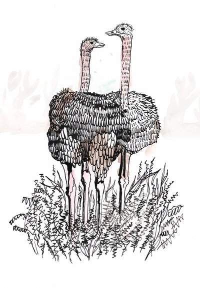 Flamingo