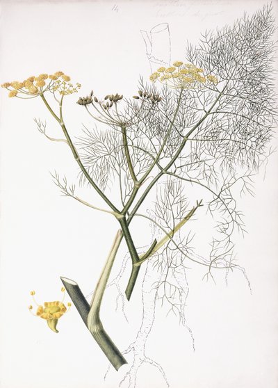 Een Botanische Studie, 1822-1845 door Charlotte Strickland