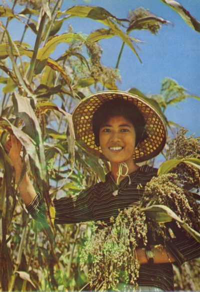Taiwan: Sorghum waarvan Kaoliang-wijn wordt gemaakt door Chinese Photographer