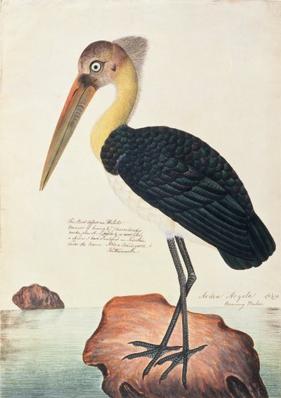 Ardea Argala, uit Tekeningen van Vogels uit Malakka, c.1805-18 door Chinese School