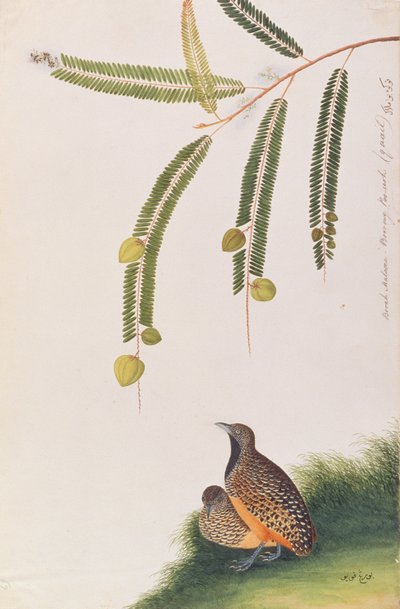 Gestreepte Kwartel, uit Tekeningen van Vogels uit Malakka, c.1805-18 door Chinese School
