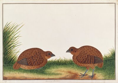 Zwarte Patrijs, uit Tekeningen van Vogels uit Malakka, ca. 1805-18 door Chinese School
