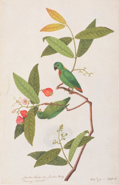 Blauwgekroonde Hangpapegaai, uit Tekeningen van Vogels uit Malakka, c.1805-18 door Chinese School