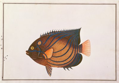 Blauwgeringde Keizersvis, uit Tekeningen van Vissen uit Malakka, c.1805-18 door Chinese School