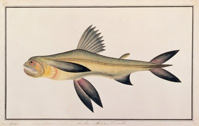 Bombay Eend, uit Tekeningen van Vissen van Malakka, c.1805-18 door Chinese School