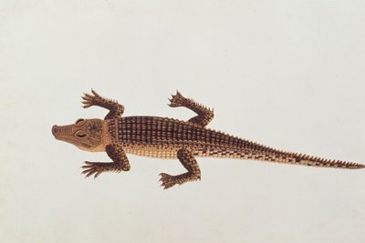 Boo-ay-ah Alligator, uit Tekeningen van Dieren, Insecten en Reptielen uit Malakka, ca. 1805-18 door Chinese School