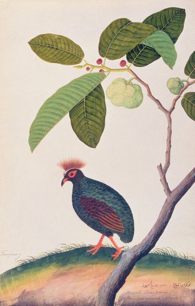 Booah Tumpang, uit Tekeningen van Vogels uit Malakka, ca. 1805-18 door Chinese School