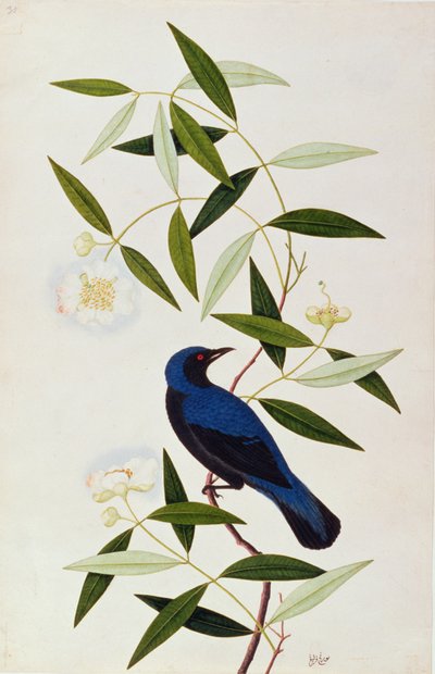 Boorah Farleeh, uit Tekeningen van Vogels uit Malakka, ca. 1805-18 door Chinese School
