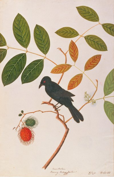 Kraai-bek Drongo, uit Tekeningen van Vogels uit Malakka, ca. 1805-18 door Chinese School