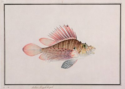 Eekan Linqah Singah, uit Tekeningen van Vissen uit Malakka, c.1805-18 door Chinese School