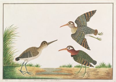 Grote Geverfde Snip, uit Tekeningen van Vogels uit Malakka, c.1805-18 door Chinese School