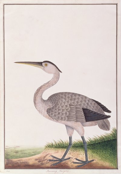 Grijze Reiger, uit Tekeningen van Vogels uit Malakka, ca. 1805-18 door Chinese School