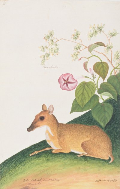 Kleine Muishert, uit Tekeningen van Dieren, Insecten en Reptielen uit Malakka, ca. 1805-18 door Chinese School