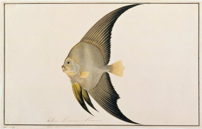 Langvinnige Vleermuisvis, uit Tekeningen van Vissen van Malakka, c.1805-18 door Chinese School