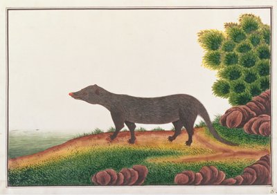 Mangoest, uit Tekeningen van Dieren, Insecten en Reptielen uit Malakka, ca. 1805-18 door Chinese School