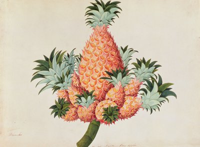 Nanas of Ananas, uit Tekeningen van Planten uit Malakka, c.1805-18 door Chinese School