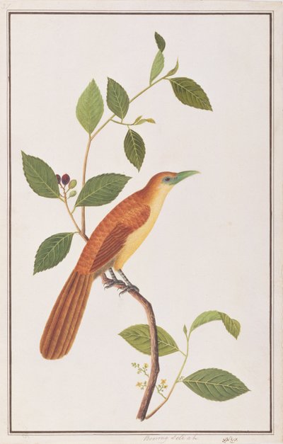 Raffles Malkoha, uit Tekeningen van Vogels uit Malakka, c.1805-18 door Chinese School