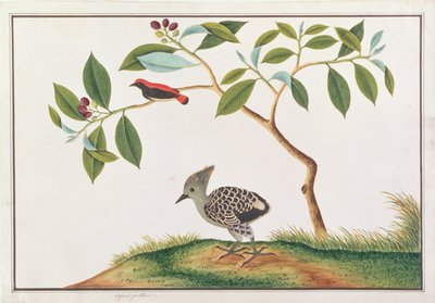 Scharlakenrugbloempecker met Grijs-en-Buff Specht, uit Tekeningen van Vogels uit Malakka, c.1805-18 door Chinese School