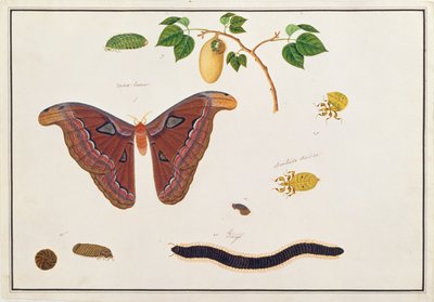 Zes geleedpotigen, uit Tekeningen van Dieren, Insecten en Reptielen uit Malakka, ca. 1805-18 door Chinese School