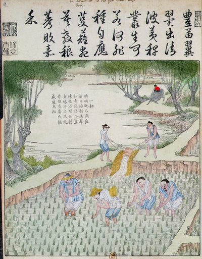 Wieden, De Rijstcultuur in China door Chinese School