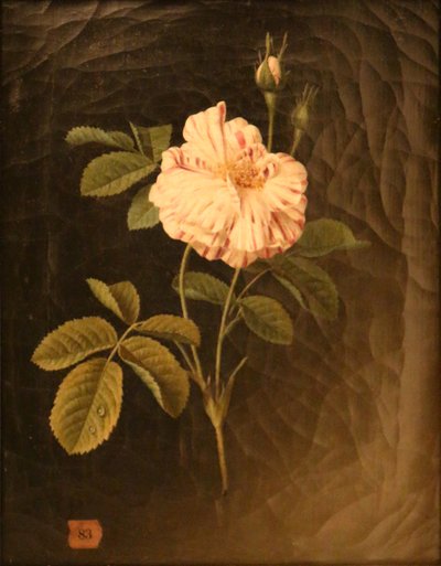 Studie van een bonte rozenstengel door Christiaan van Pol