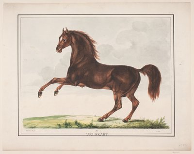 Het Goedgevormde Paard door Christian David Gebauer
