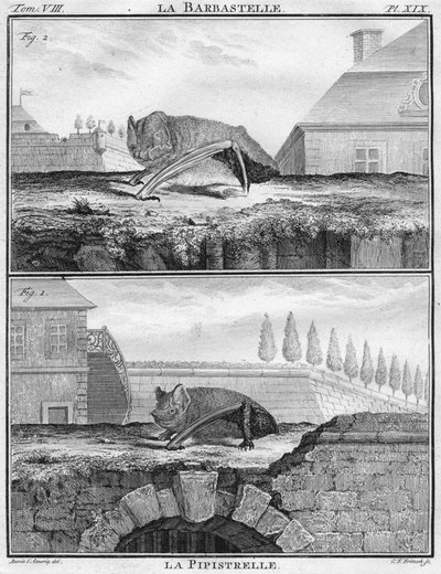 La Barbastelle & La Pipistrelle, ca. 1763 door Christian Friedrich Fritzsch