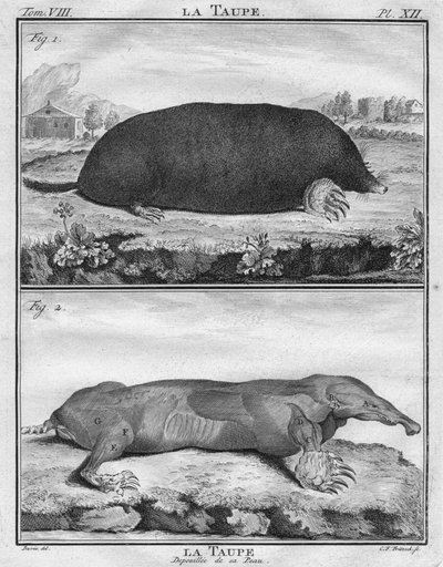 La Taupe & La Taupe Depouillée de sa Peau, ca. 1763 door Christian Friedrich Fritzsch