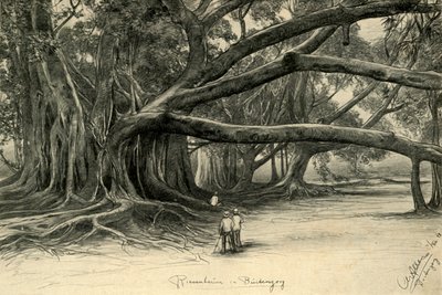 Reuzenbomen in Buitenzorg, Java, 1898 door Christian Wilhelm Allers