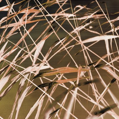 Abstracte rietpatronen door Christina Sillen