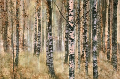 Herfst in het berkenbos door Christina Sillen