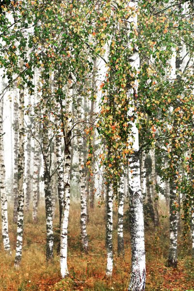 Herfst in het berkenbos door Christina Sillen